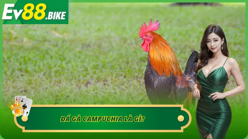 Tìm hiểu đá gà Campuchia chi tiết tại nhà cái EV88