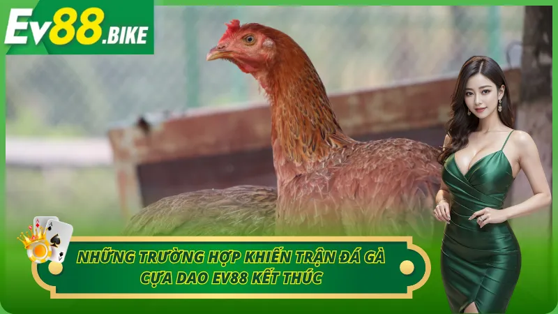 Các trường hợp đá gà cựa dao sẽ kết thúc