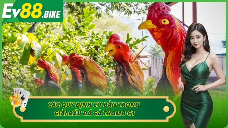 Những quy định chung trong đá gà Thomo mới nhất