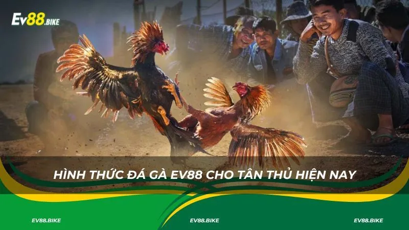 Hình thức đá gà EV88 cho tân thủ hiện nay